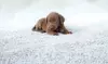 $81 for $180 Worth of Rug and Carpet Cleaning — K & T Chem Dry