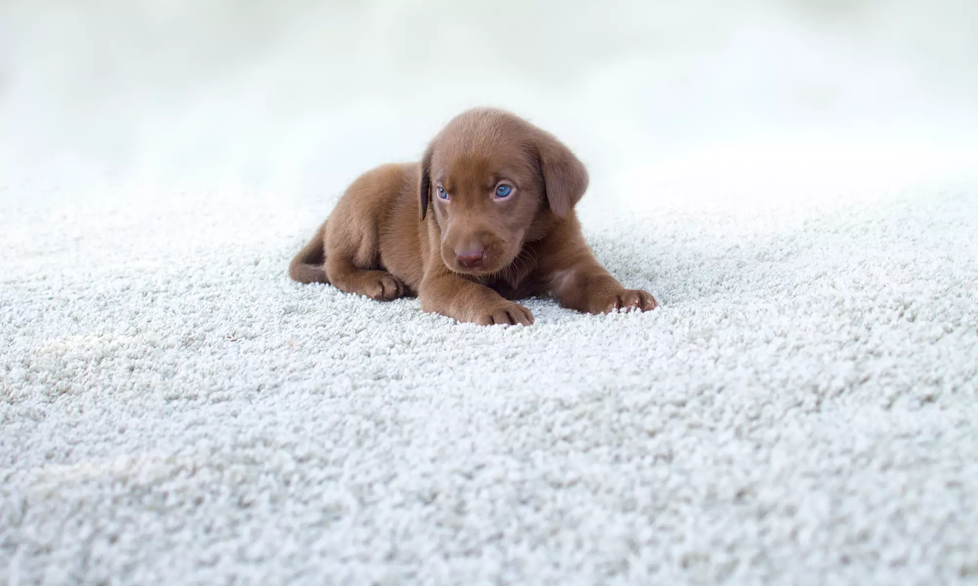 $81 for $180 Worth of Rug and Carpet Cleaning — K & T Chem Dry - Primary Image