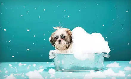 Bath and Nail Package for Small, Medium, Large, or Extra-Large Dog at Stadium Dog Grooming (Up to 59% Off) - Primary Image