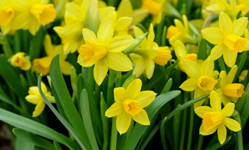 Image 4: 25, 50 or 100 Narcissus Daffodil Tete-a-Tete Hardy Bulbs