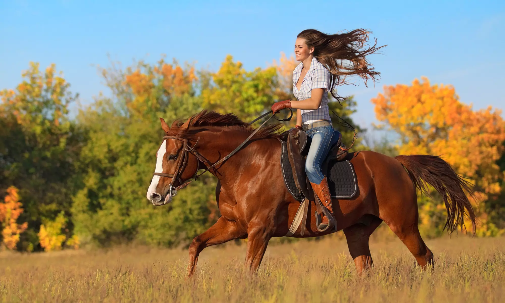90-Minute Horseback Trail Ride for One, Two, or Four at Sunnyside Stables (Up to 43% Off) - Primary Image
