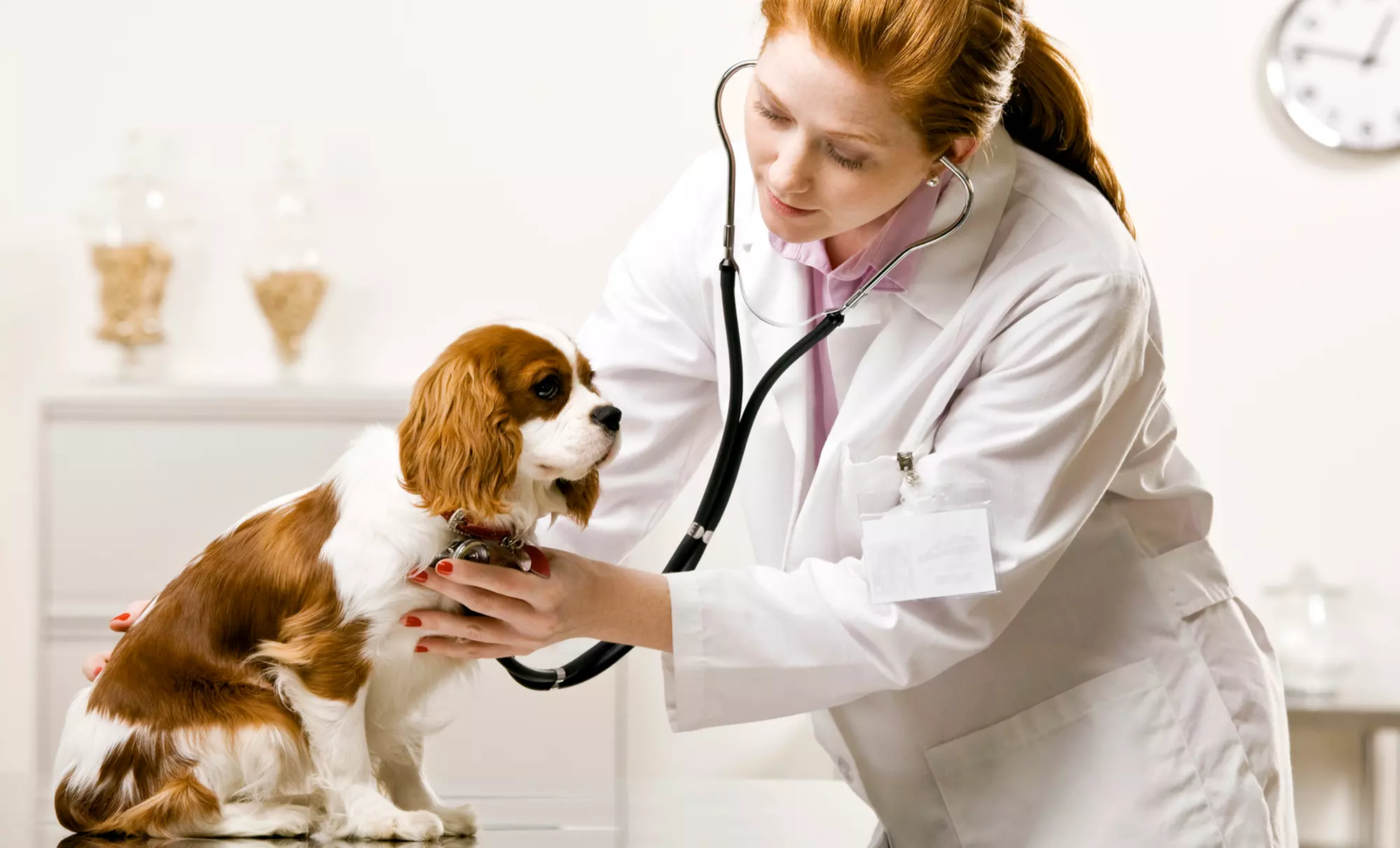 $79 for $175 Worth of Veterinary Services — Abbott Animal Hospital - Second Medium