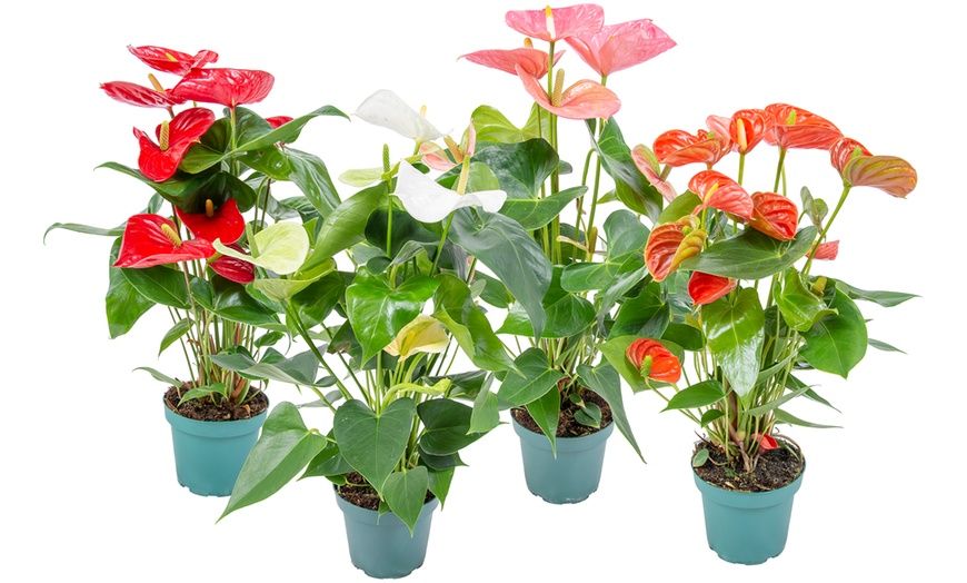 Image 3: Potted Anthurium Plants