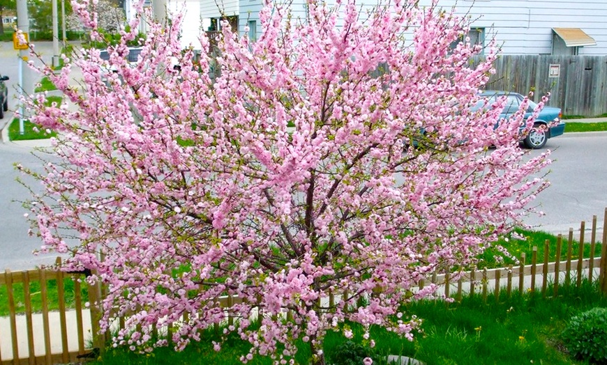 Image 1: Cherry-Almond Tree