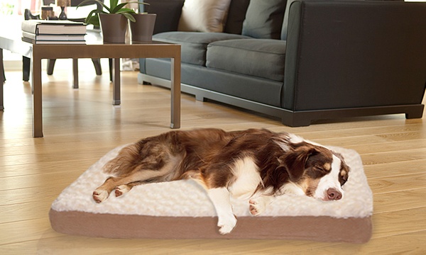 Groupon 2024 dog beds