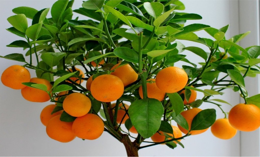 Image 2: One Lemon or Orange Tree