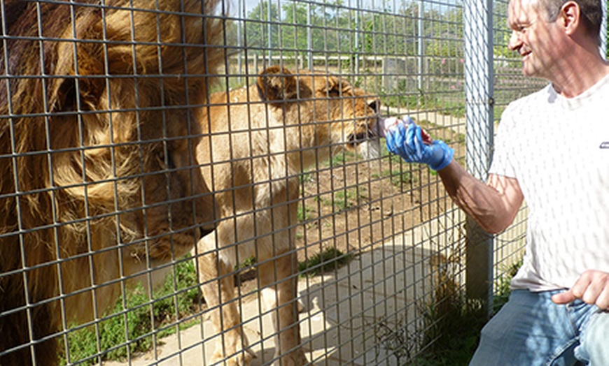 Image 5: Big Cat Experience at Linton Zoo