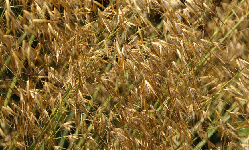 Image 2: Six or Nine Golden Oats Stipa Gigantea Grass Plants