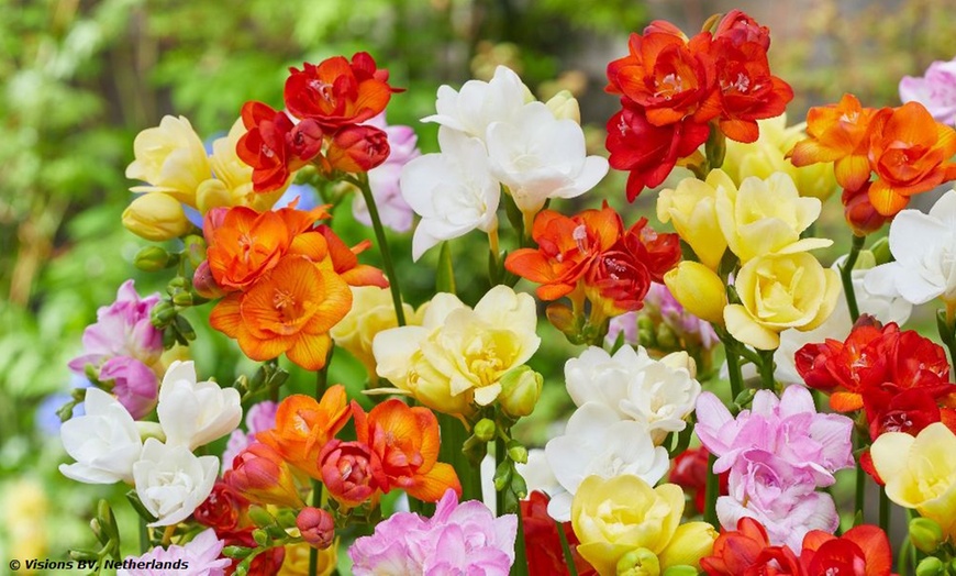 Image 2: Fragrant Freesia Double or Single - up to 200 bulbs
