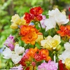 Image 2: Fragrant Freesia Double or Single - up to 200 bulbs
