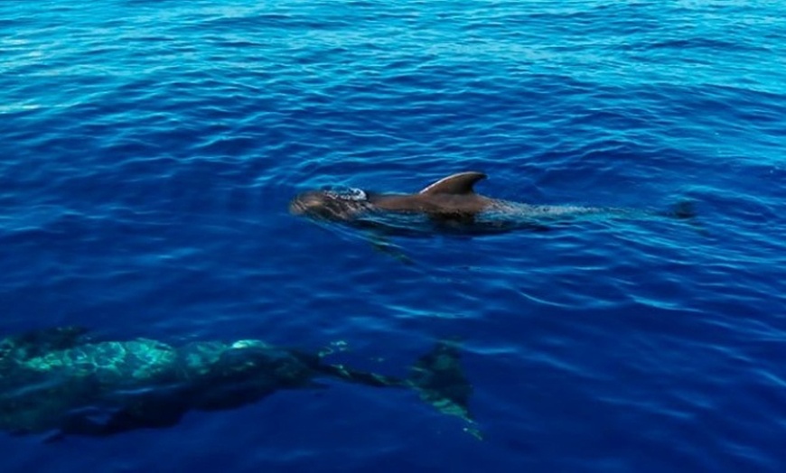 Image 9: Excursión en velero, comida y bebidas con Sailing Excursion Gulliver