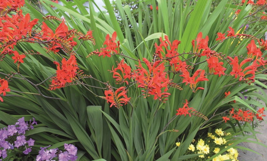 Image 6: Three or Ten Crocosmia Lucifer Bulbs