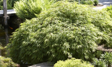 Acero giapponese con vaso incluso