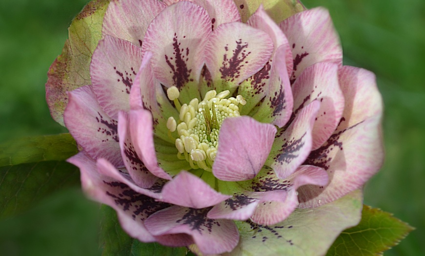 Image 2: Lot de 3 plantes 'Helleborus orientalis"