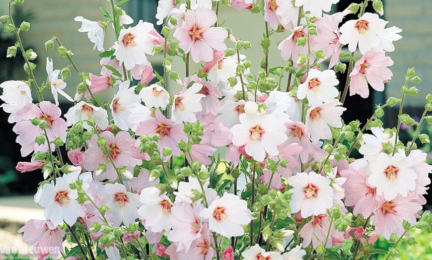 Image 2: Lavatera Barnsley Baby Plant