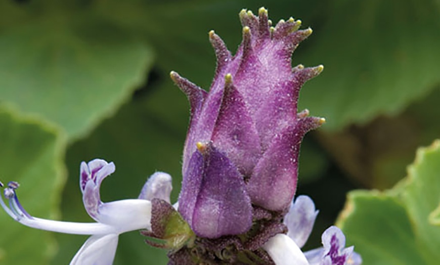 Image 1: 3 Coleus Canina Scardy Cat Plants