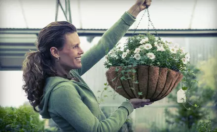 Vegetable Plants or Vegetable-Plant Containers at Renee’s Greenhouses (Half Off) - Primary Image