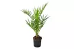 1x oder 2x Kanarische Dattelpalme (Phoenix Canariensis) - Second Medium