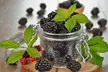 Blackberry Bare Root Plants (Multiple Varieties Available) - Second Medium