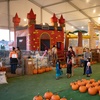 Image 4: Pumpkin Picking and Fall Activities
