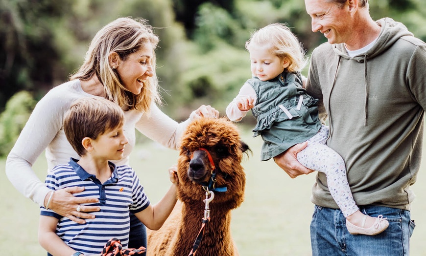 Image 7: 30-Minute Alpaca Experience at Mountview Alpaca Farm