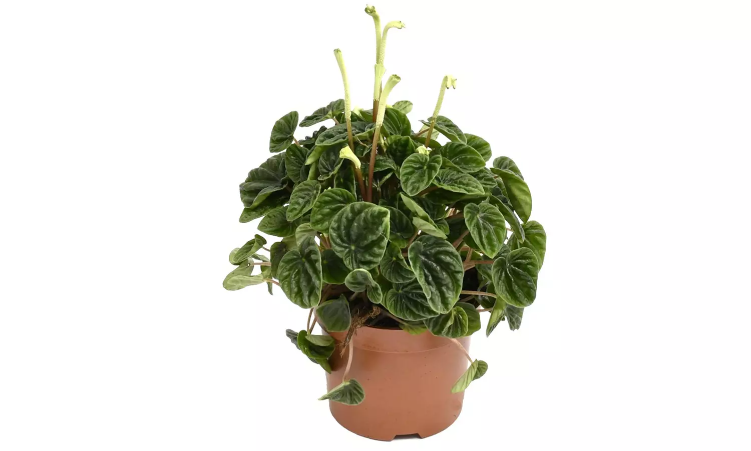 Set di 4 piante esotiche