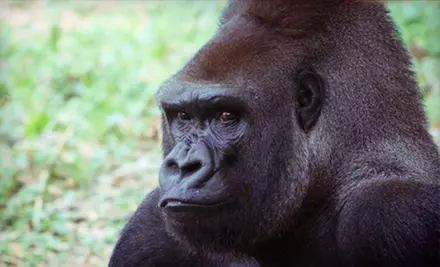 $7 for One General-Admission Ticket to Jacksonville Zoo and Gardens (Up to $14.95 Value) - Second Medium