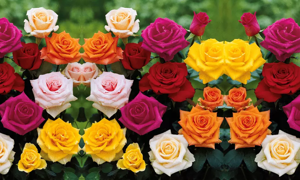 Rosier buisson en mélange, lot de 10 ou 20 rosiers multicolores - Primary Image