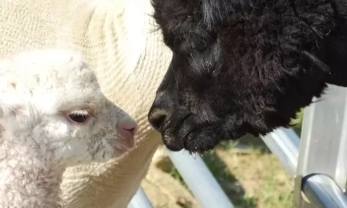 Tour for 2, 4, or 8, or Birthday Party for 30 at Alpaca Haven Farm of Kentucky (Up to 48% Off) - Primary Image