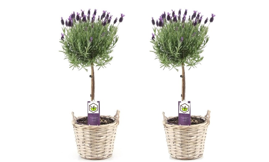 Image 5: Lavender Tree on Stem