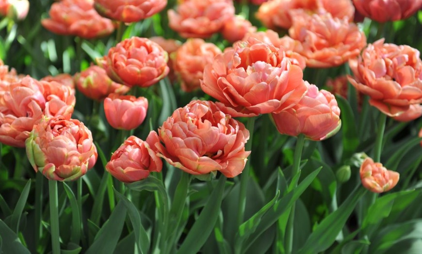 Image 3: Mixed Spring Flowering Tulip Bulb Collections