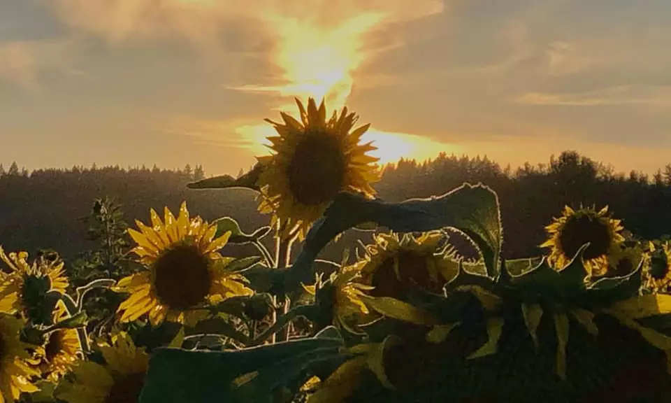 U-Pick Sunflower Admission for One, a Mason Jar and Sunflowers