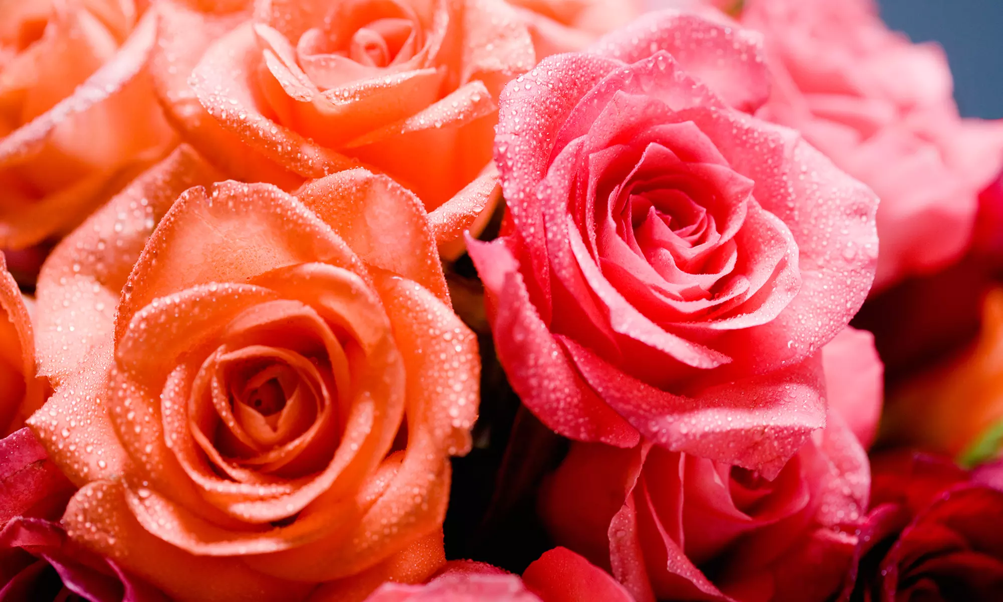 $20 for $40 Worth of Fresh Flowers, Plants, and Gifts at 48LongStems - Primary Image