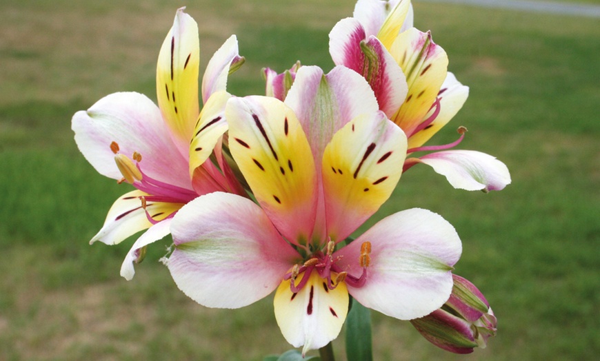 Image 2: Alstroemeria Midi Collection – 3 or 6 Potted Plants