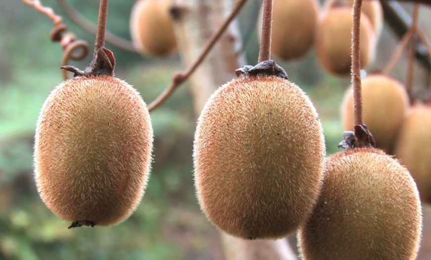 Image 3: Planta de kiwi resistente al frío