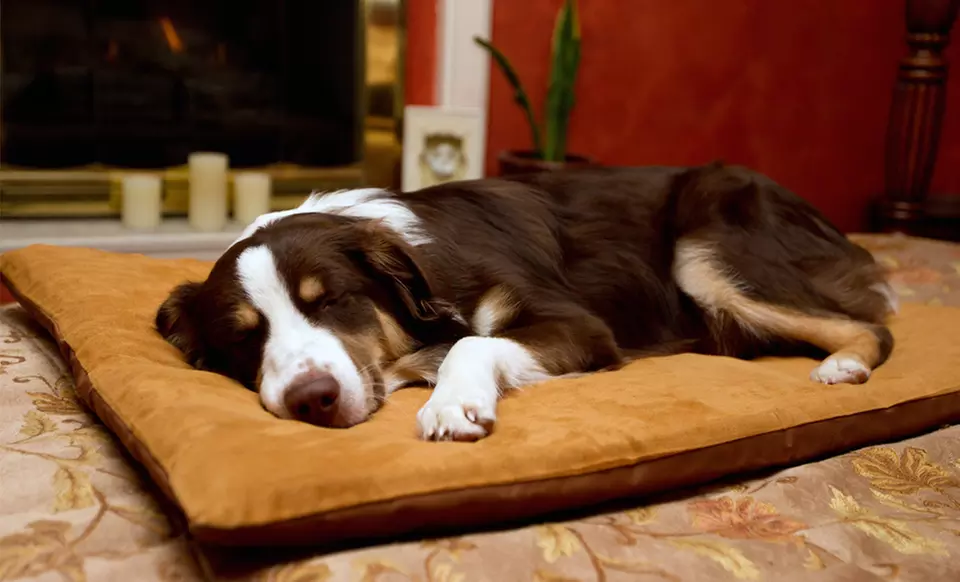 Large or Extra-Large Memory Foam Pet Mat from $28.99–$37.99. Multiple Colors Available. Free Returns. - Primary Image