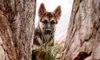 30-Minute Pet Photo Shoot with Retouched Digital Images from Krysta Rownd Photography (70% Off)