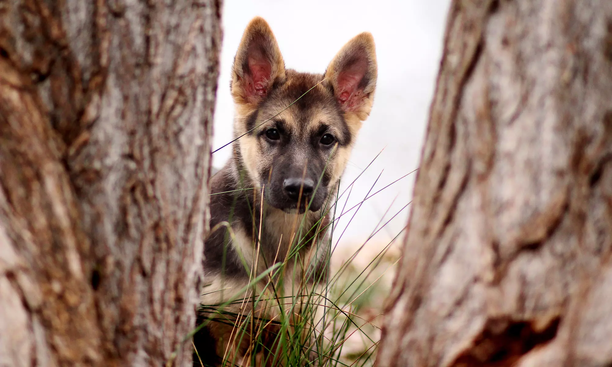 30-Minute Pet Photo Shoot with Retouched Digital Images from Krysta Rownd Photography (70% Off) - Primary Image