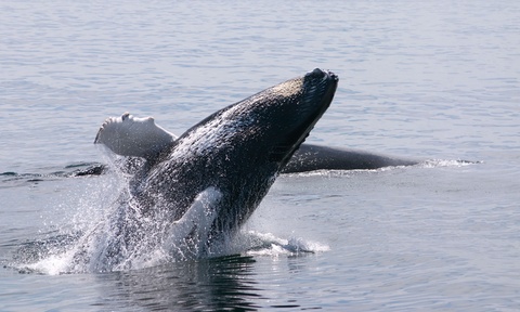 dolphin watching tour by the starlight fleet