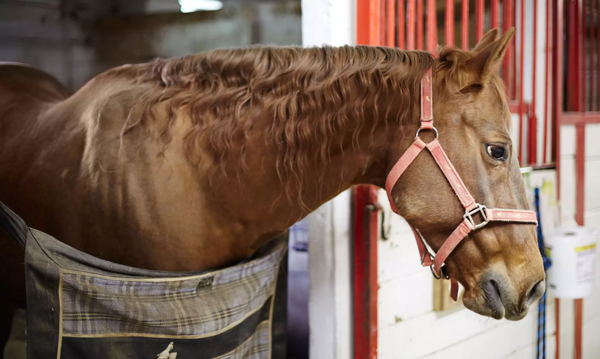Three or Five 30-Minute Private Horseback-Riding Lessons at Bergen Equestrian Center (Up to 30% Off) - Primary Image