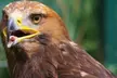 Up to 62% Off on Zoo / Animal Park at Wild Wings Birds Of Prey - Image 7