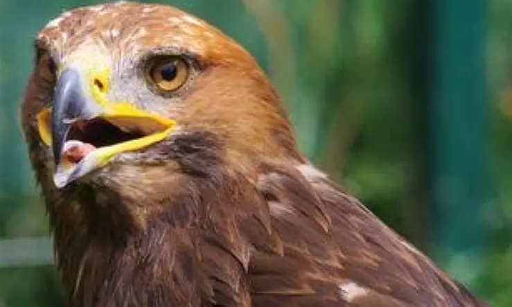 Up to 62% Off on Zoo / Animal Park at Wild Wings Birds Of Prey
