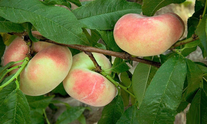 Image 2: Wild Peach Prunus Persica Saturne