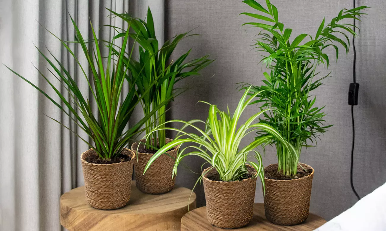 Lot de 4 plantes purificatrices d'air, cache-pots inclus - Primary Image
