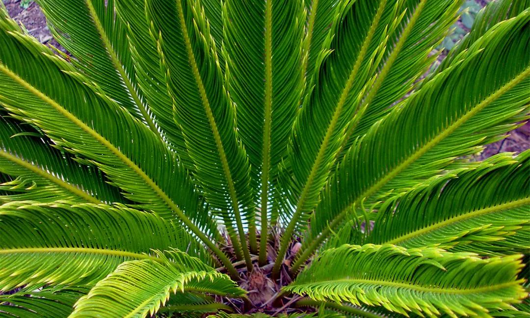 2x Japanischer Palmfarn (Cyca Revoluta)