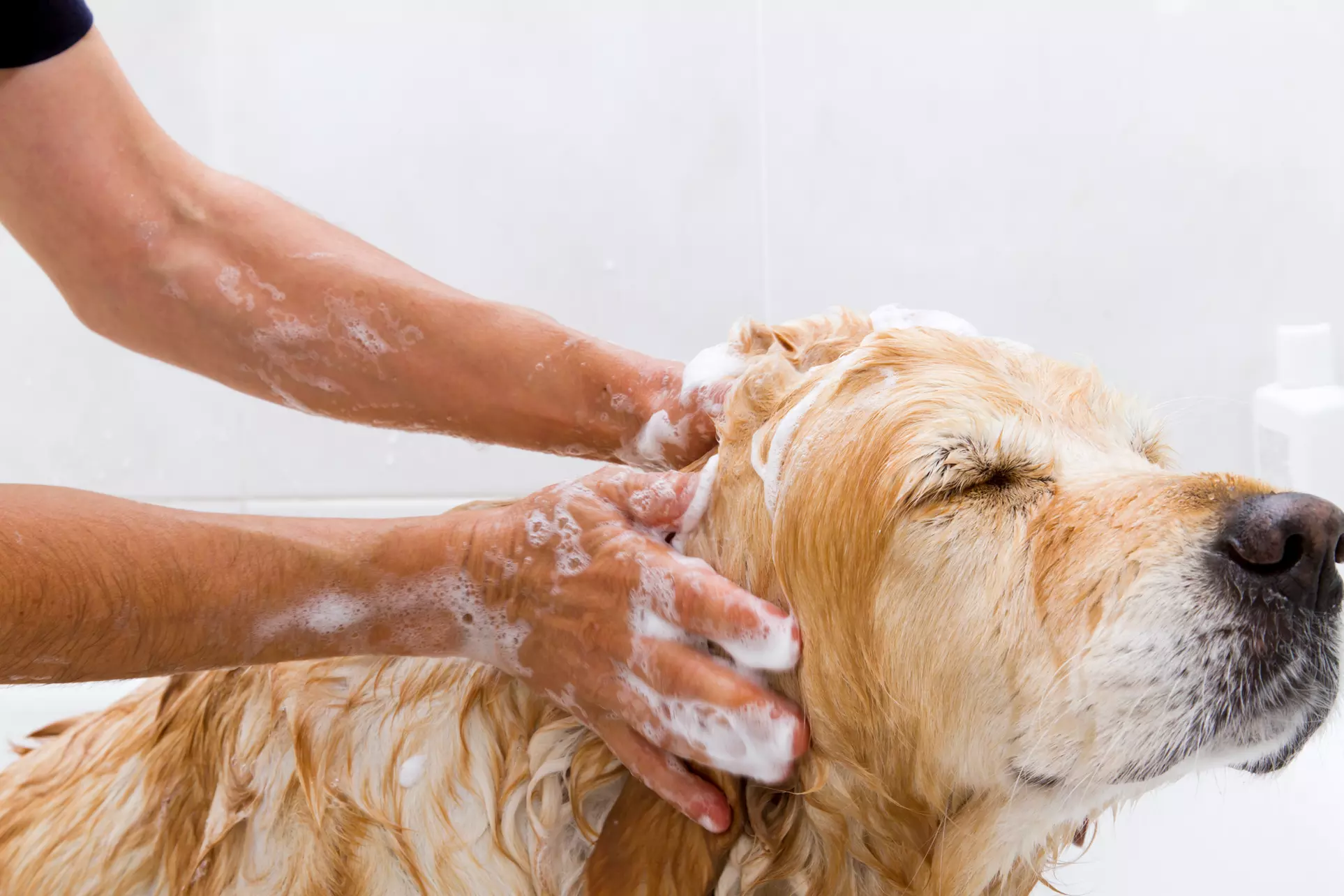 $20 for $40 Toward Grooming Services for a Dog of any Size at Posh Paws Grooming Salon - Primary Image