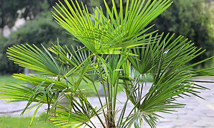 3er-Set winterharte Kübelpalmen inkl. Versand - Primary Image