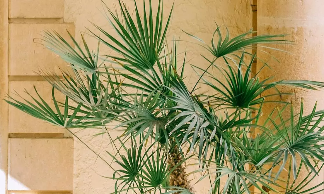 1x oder 2x Zwergpalme in mittel oder groß - Primary Image