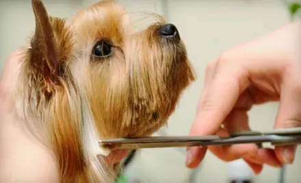 Grooming for a Small, Medium, Large, or Extra-Large Dog at Grooming at Tiffany's (Up to 51% Off) - Primary Image