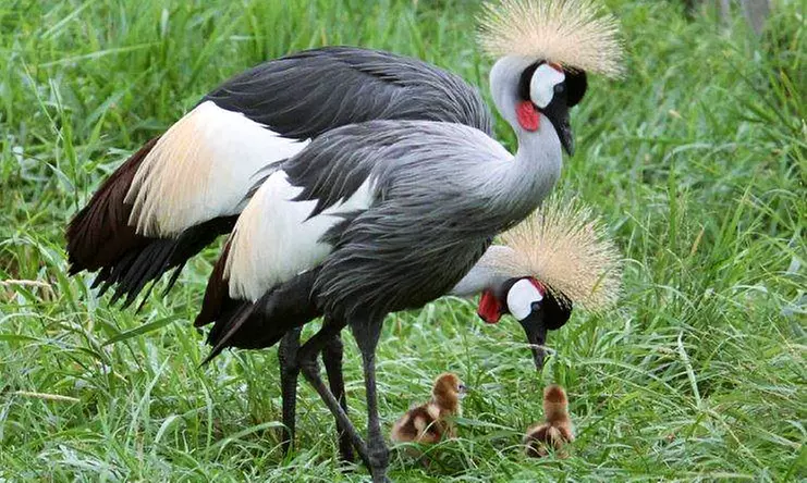 Four, Six, or Eight Admissions to Hemker Park & Zoo (Up to 54% Off) - Primary Image